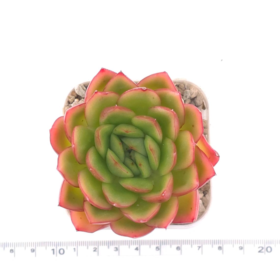 Echeveria agavoides ‘Red Edge’ | 紅邊冬雲 thumbnail 4