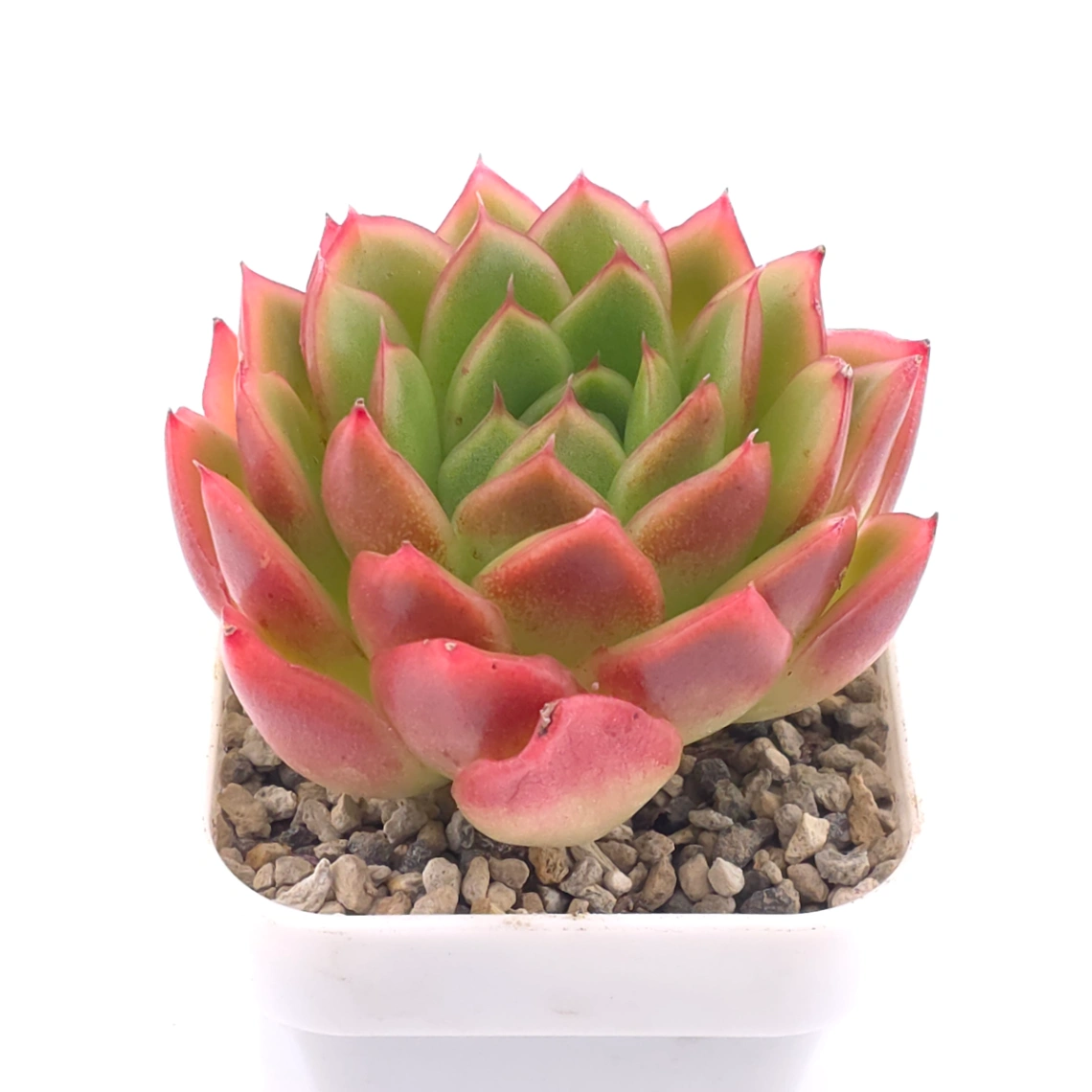 Echeveria agavoides ‘Red Edge’ | 紅邊冬雲 thumbnail 2