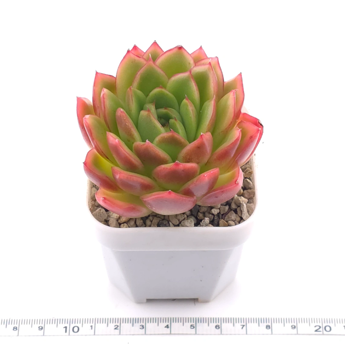 Echeveria agavoides ‘Red Edge’ | 紅邊冬雲 thumbnail 3