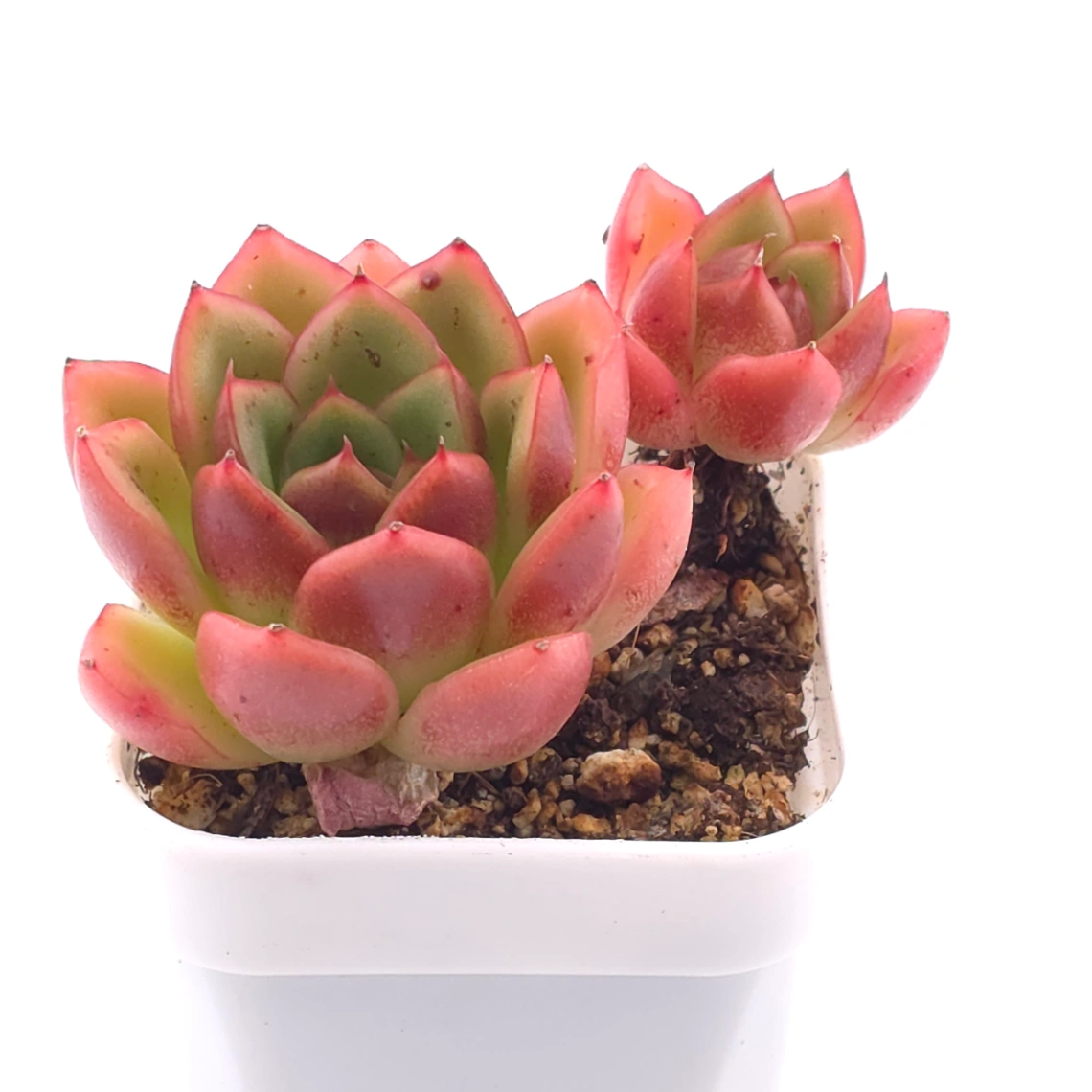 Echeveria agavoides ‘Red Edge’ | 紅邊冬雲 thumbnail 2