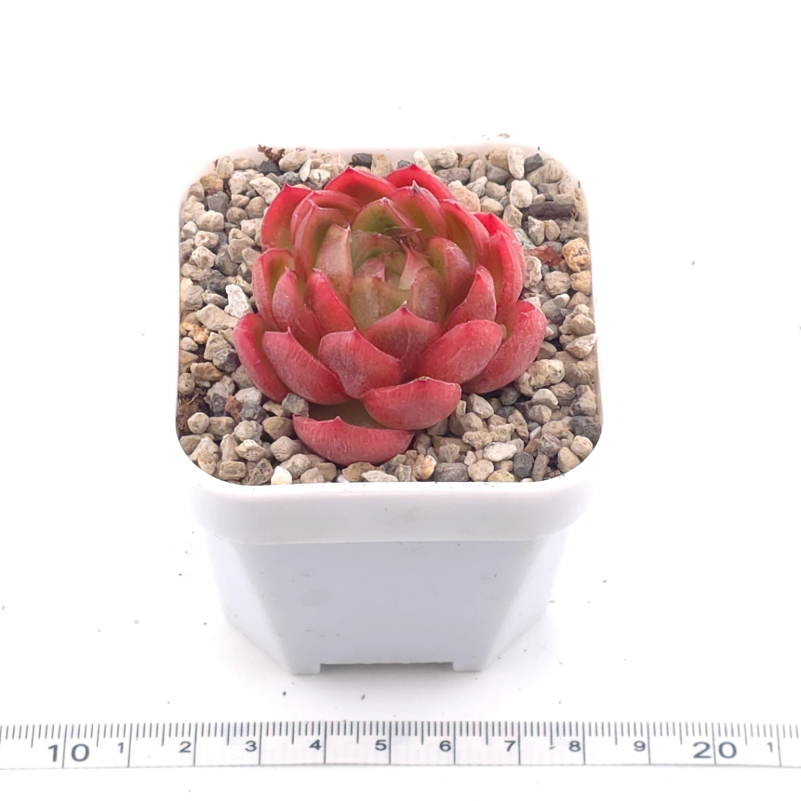 Echeveria agavoides ‘Red Edge’ | 紅邊冬雲 thumbnail 2