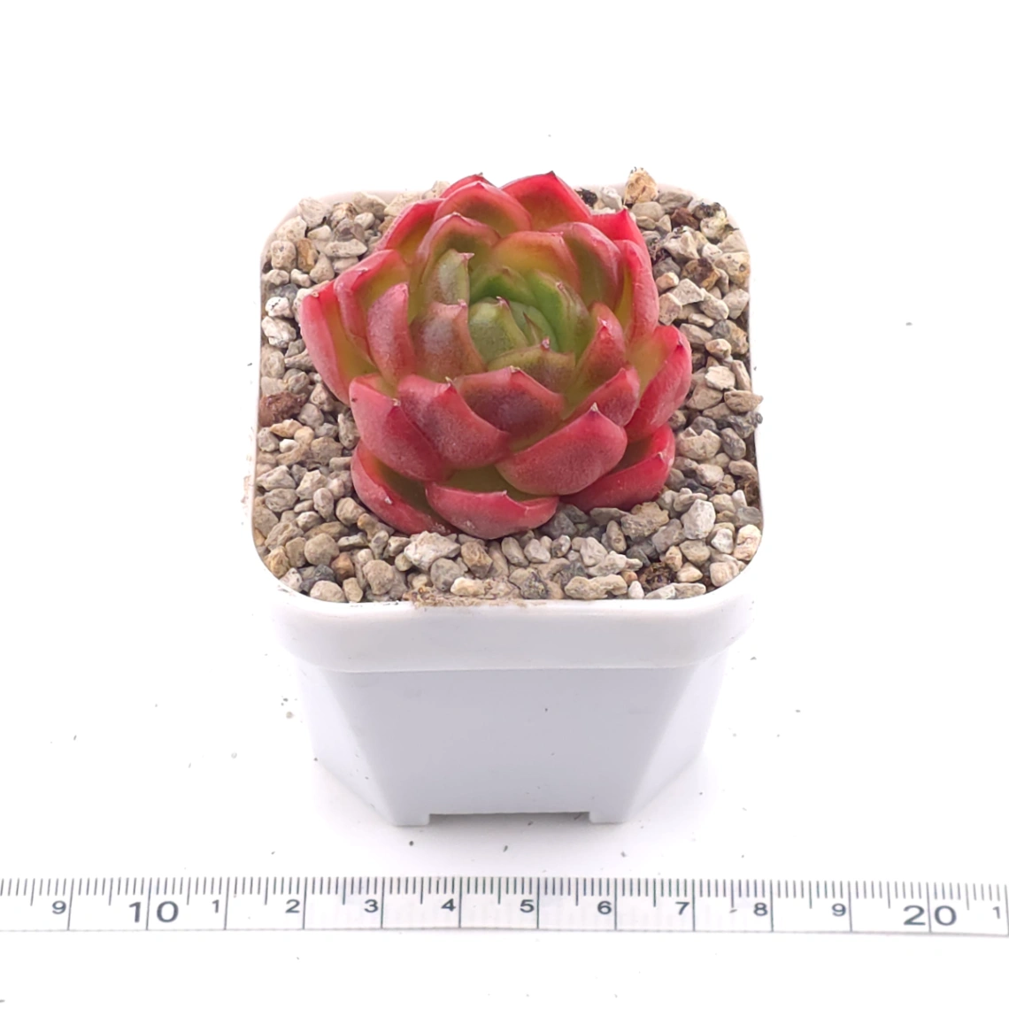Echeveria agavoides ‘Red Edge’ | 紅邊冬雲 thumbnail 3