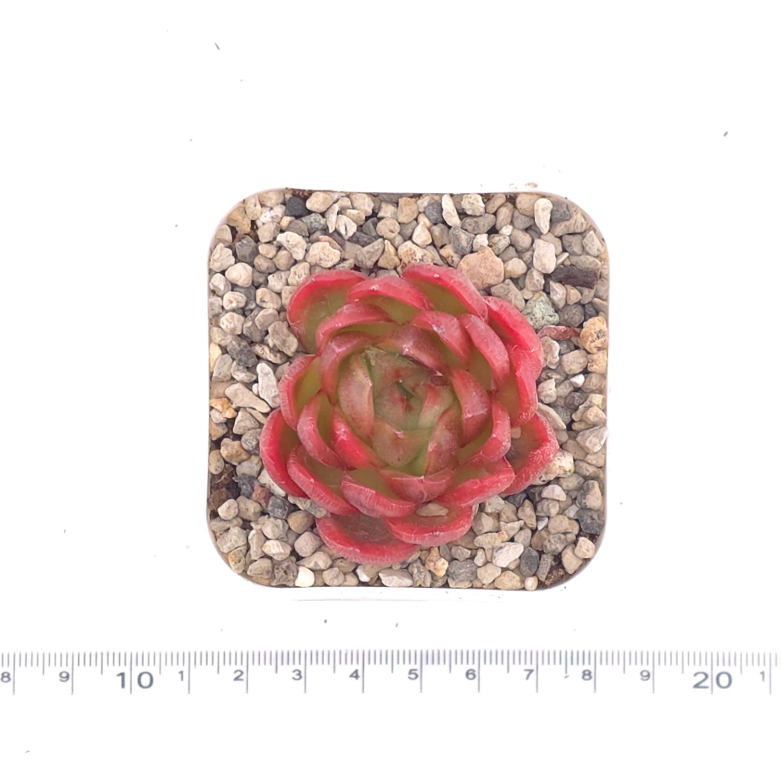 Echeveria agavoides ‘Red Edge’ | 紅邊冬雲 thumbnail 3