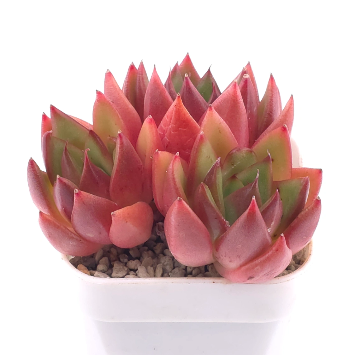 Echeveria agavoides ‘Scarlet’ | 斯嘉麗 thumbnail 2