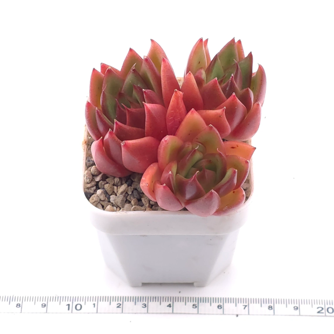 Echeveria agavoides ‘Scarlet’ | 斯嘉麗 thumbnail 3