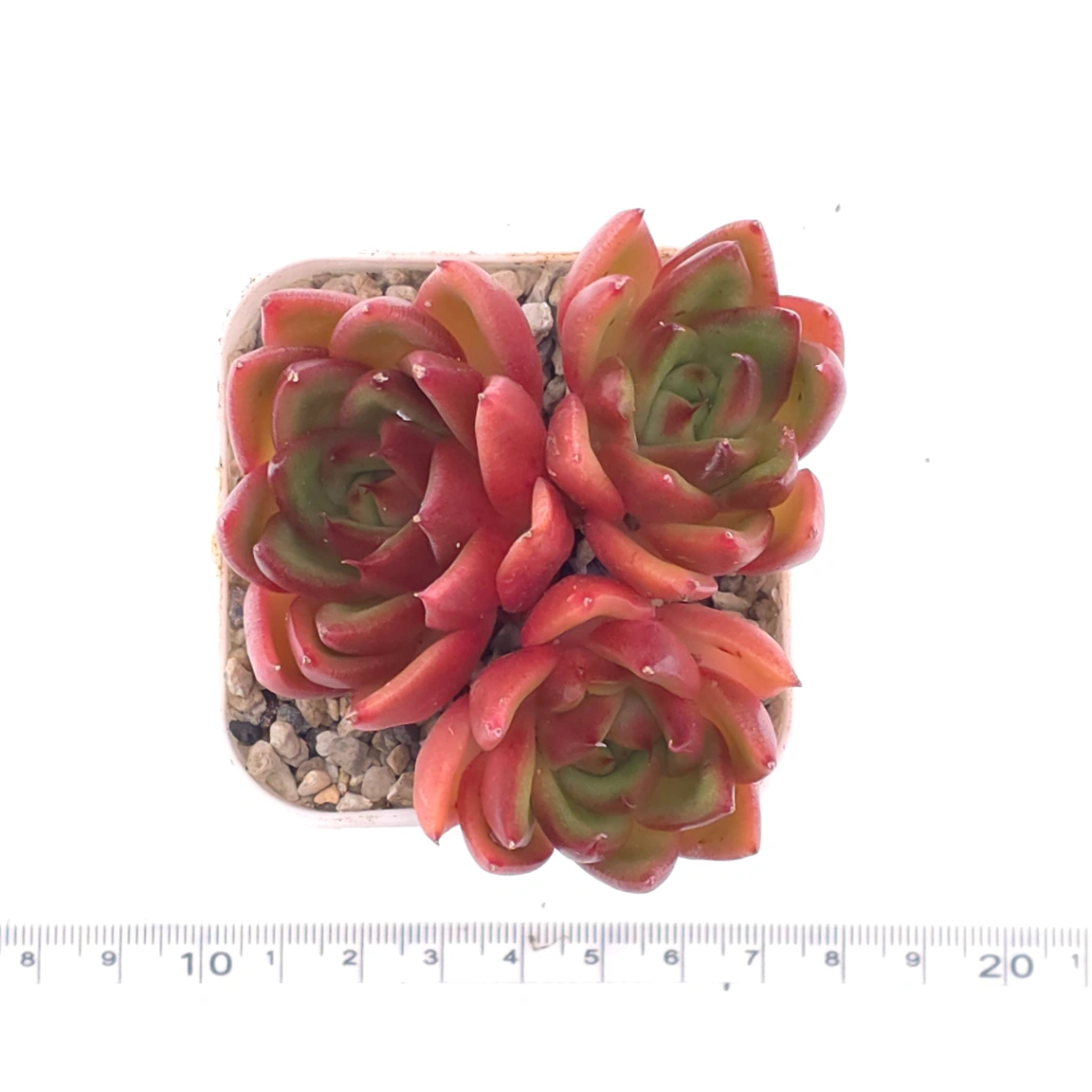 Echeveria agavoides ‘Scarlet’ | 斯嘉麗 thumbnail 4