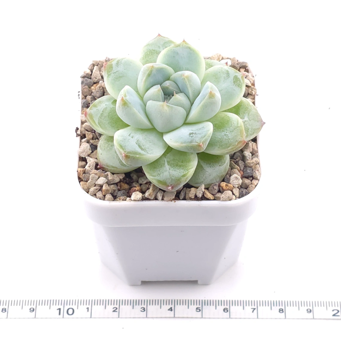 Echeveria ‘Alba Beauty’ | 阿尔巴佳人 thumbnail 3