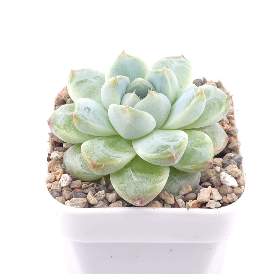 Echeveria ‘Alba Beauty’ | 阿尔巴佳人 thumbnail 2