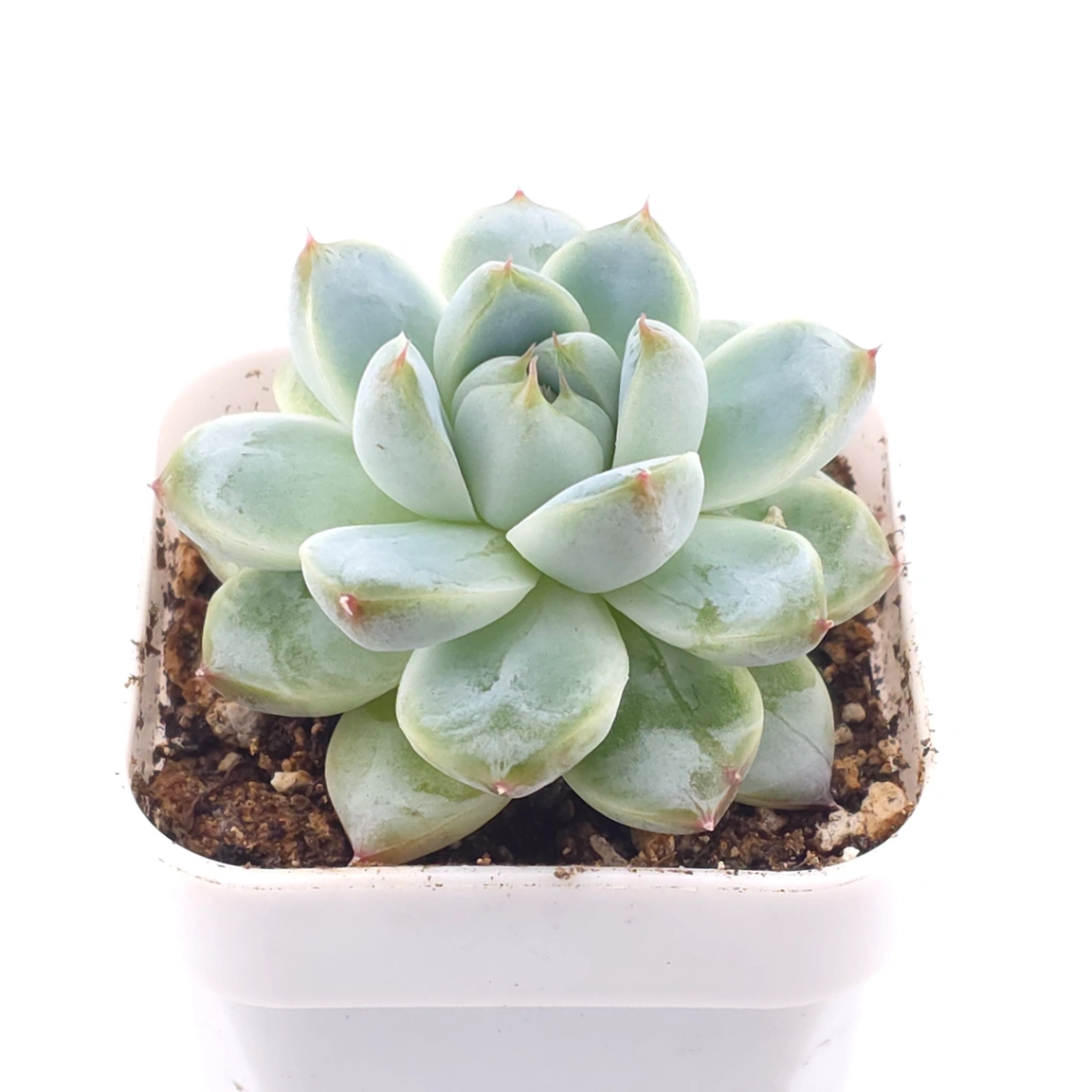 Echeveria ‘Alba Beauty’ | 阿尔巴佳人 thumbnail 2