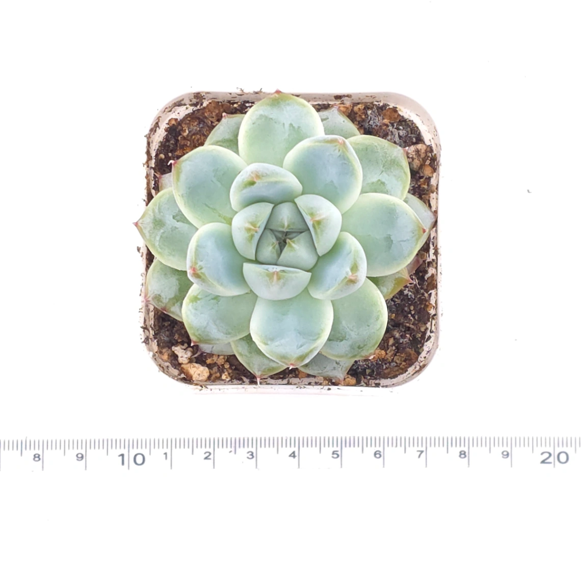 Echeveria ‘Alba Beauty’ | 阿尔巴佳人 thumbnail 4