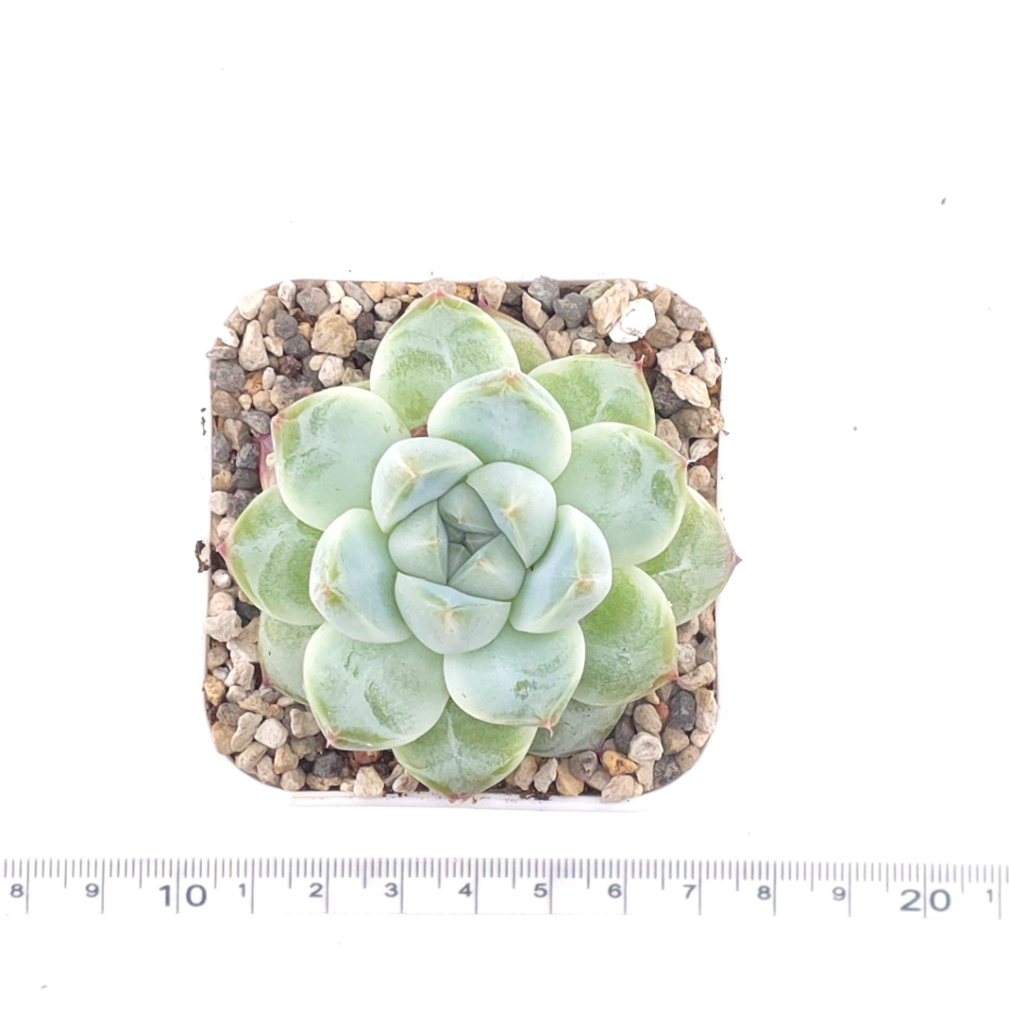 Echeveria ‘Alba Beauty’ | 阿尔巴佳人 thumbnail 4