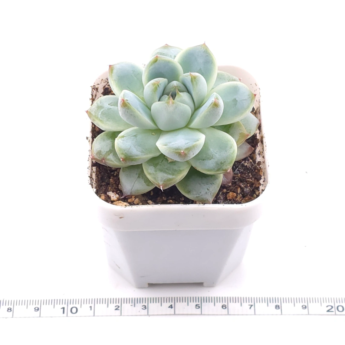 Echeveria ‘Alba Beauty’ | 阿尔巴佳人 thumbnail 3