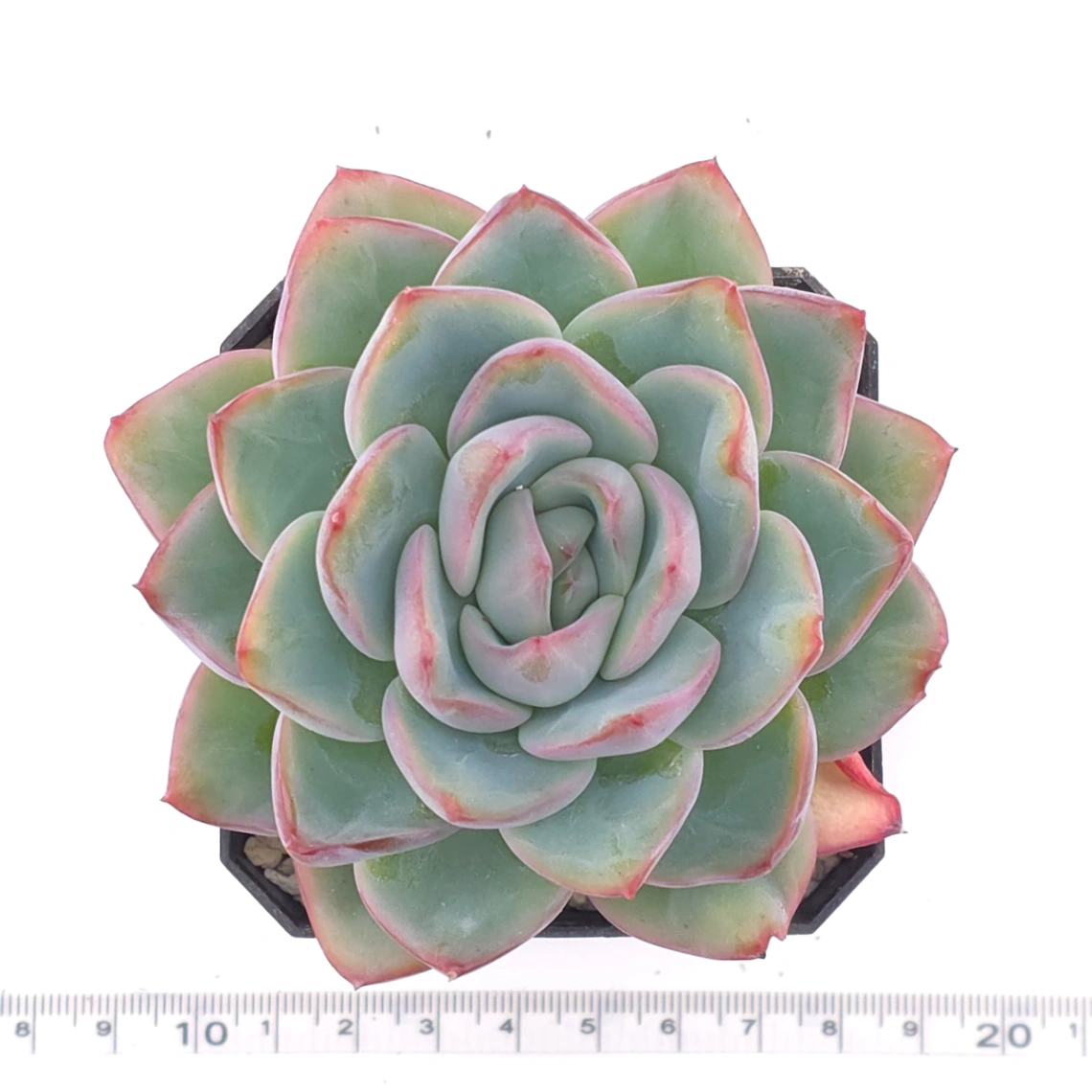 Echeveria ‘Amabeier’ / ‘Amabile’ | 油泡芙 thumbnail 4