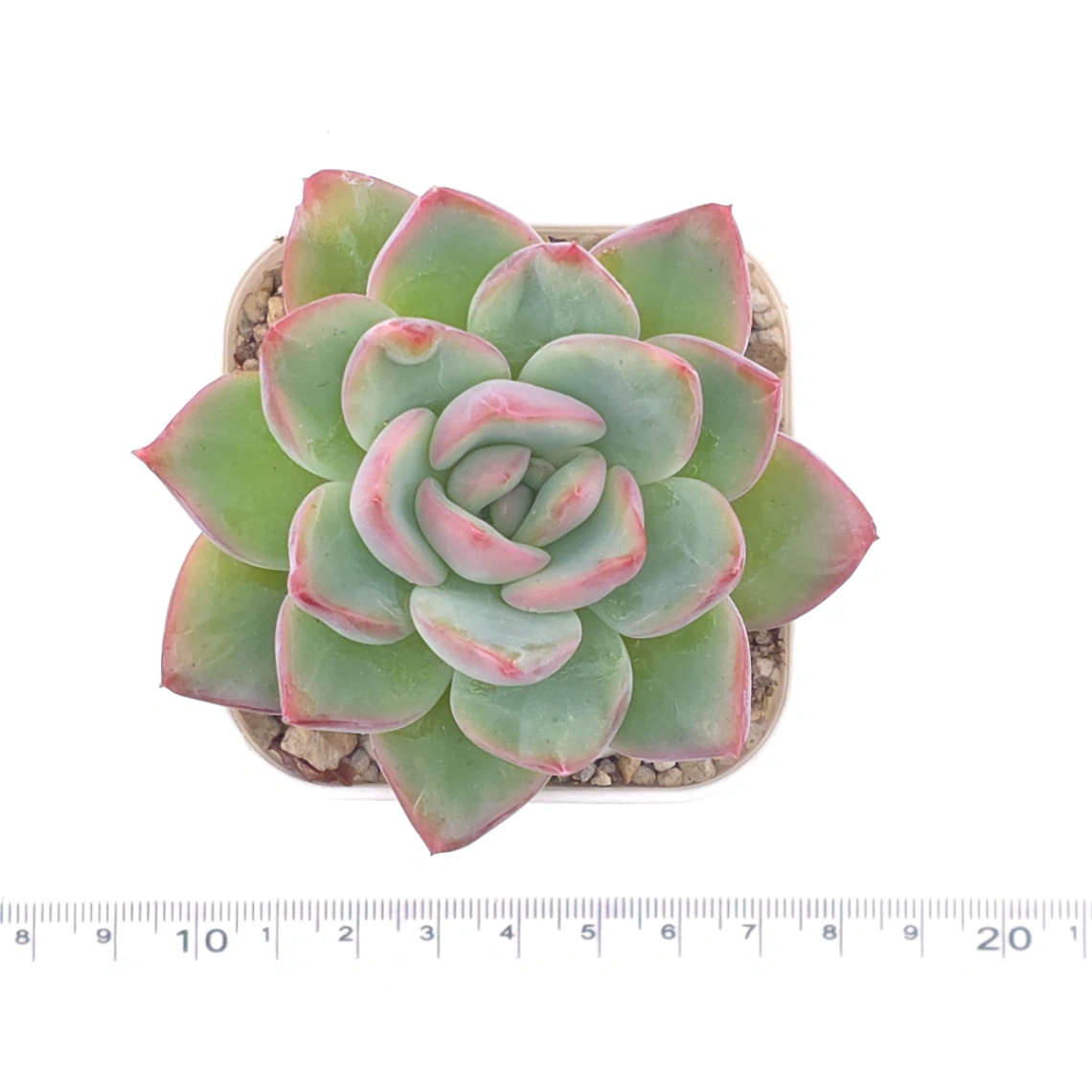 Echeveria ‘Amabeier’ / ‘Amabile’ | 油泡芙 thumbnail 4