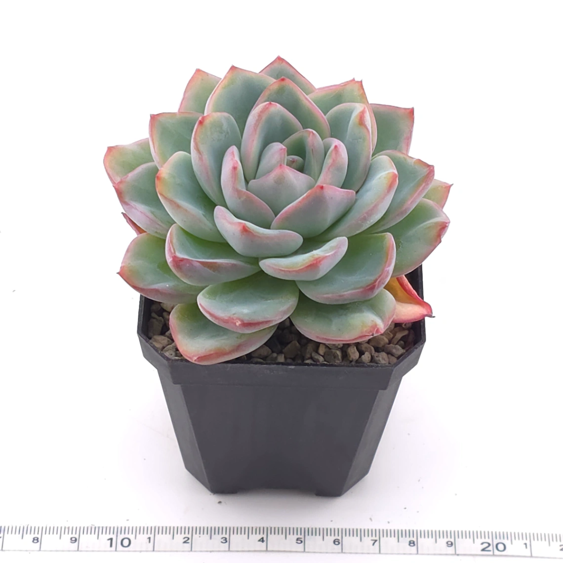 Echeveria ‘Amabeier’ / ‘Amabile’ | 油泡芙 thumbnail 3