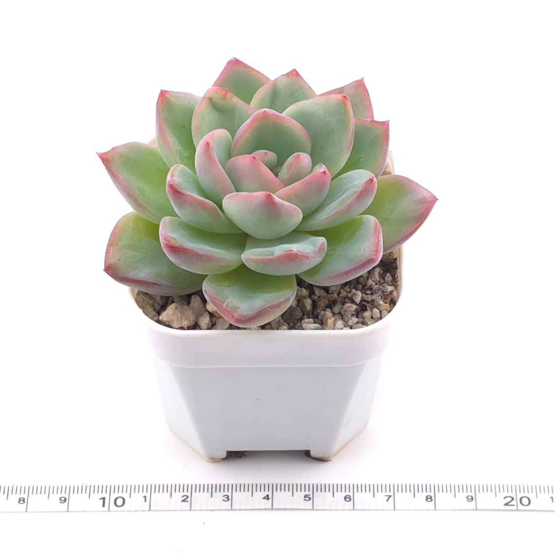 Echeveria ‘Amabeier’ / ‘Amabile’ | 油泡芙 thumbnail 3