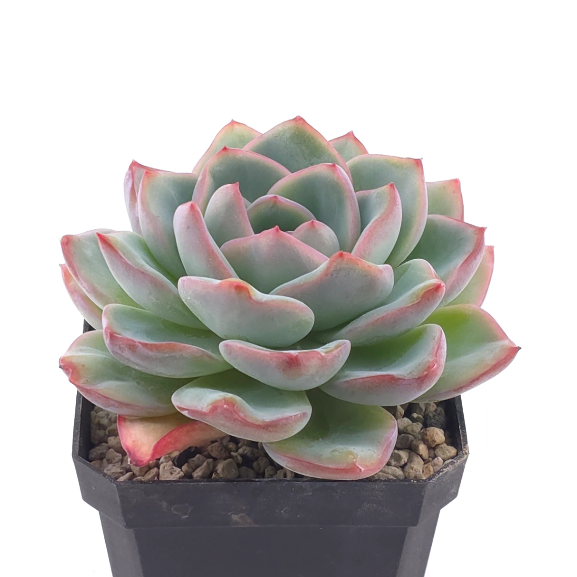 Echeveria ‘Amabeier’ / ‘Amabile’ | 油泡芙 thumbnail 2