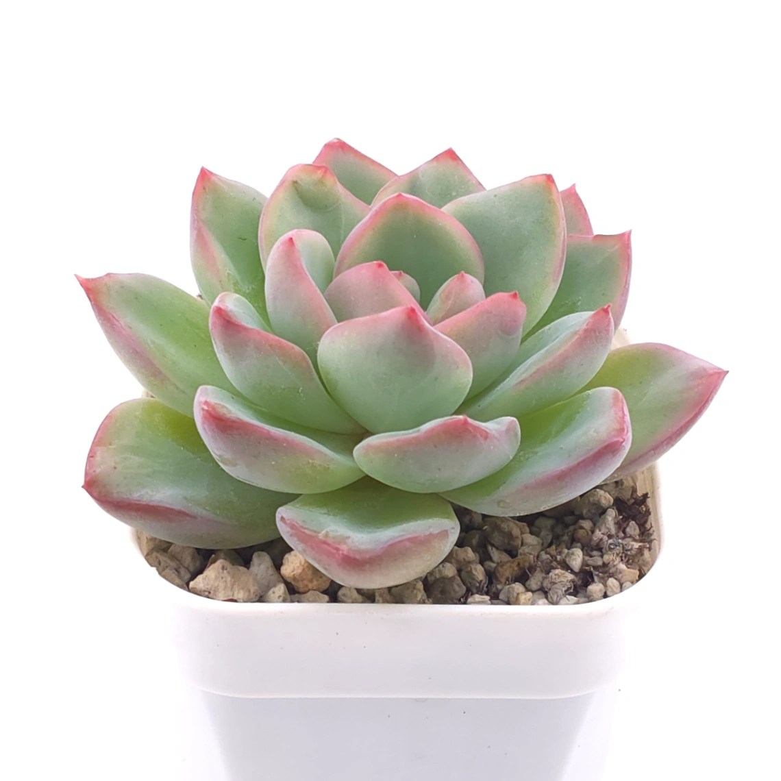 Echeveria ‘Amabeier’ / ‘Amabile’ | 油泡芙 thumbnail 2