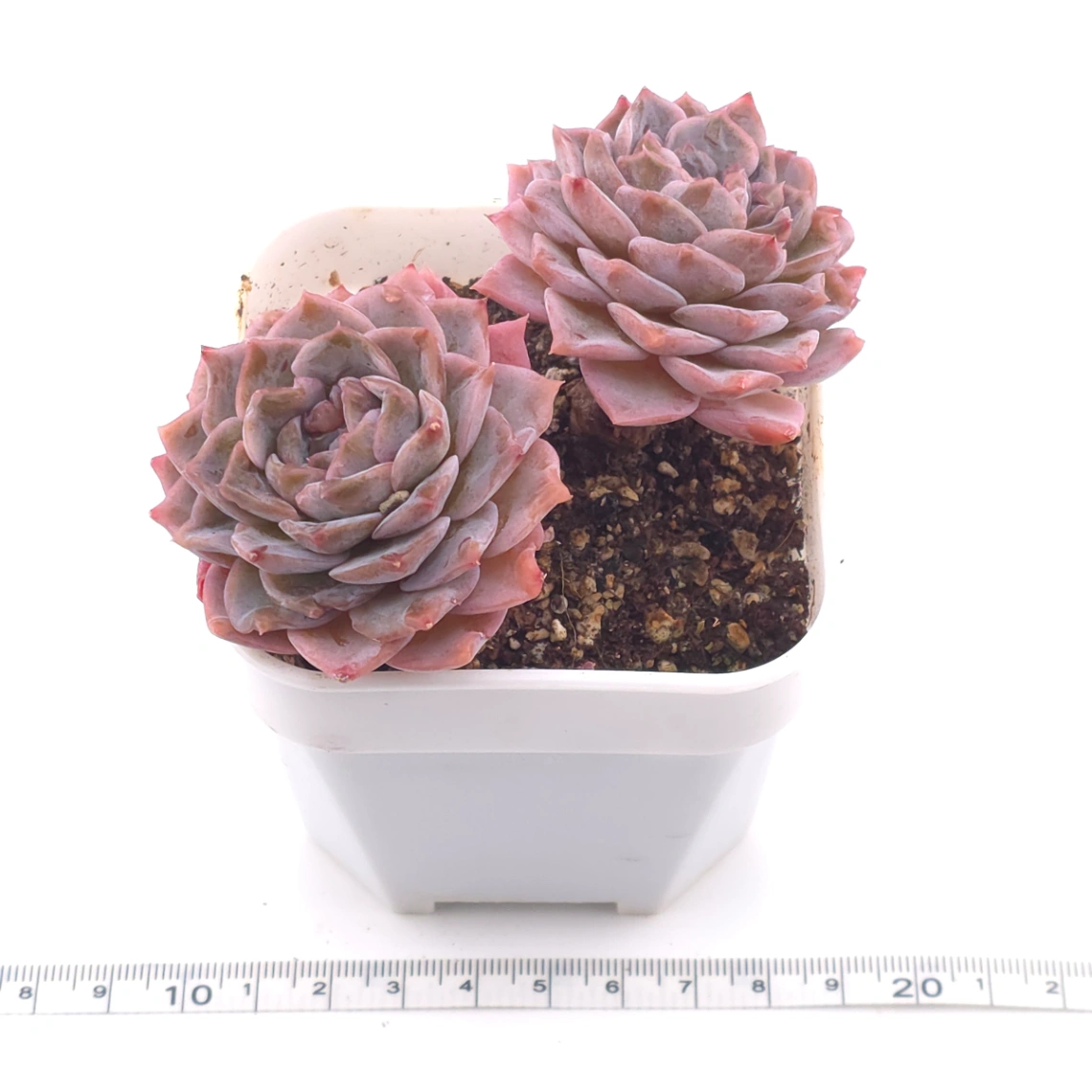 Echeveria ‘Amazing Grace’ | 恩寵 thumbnail 3