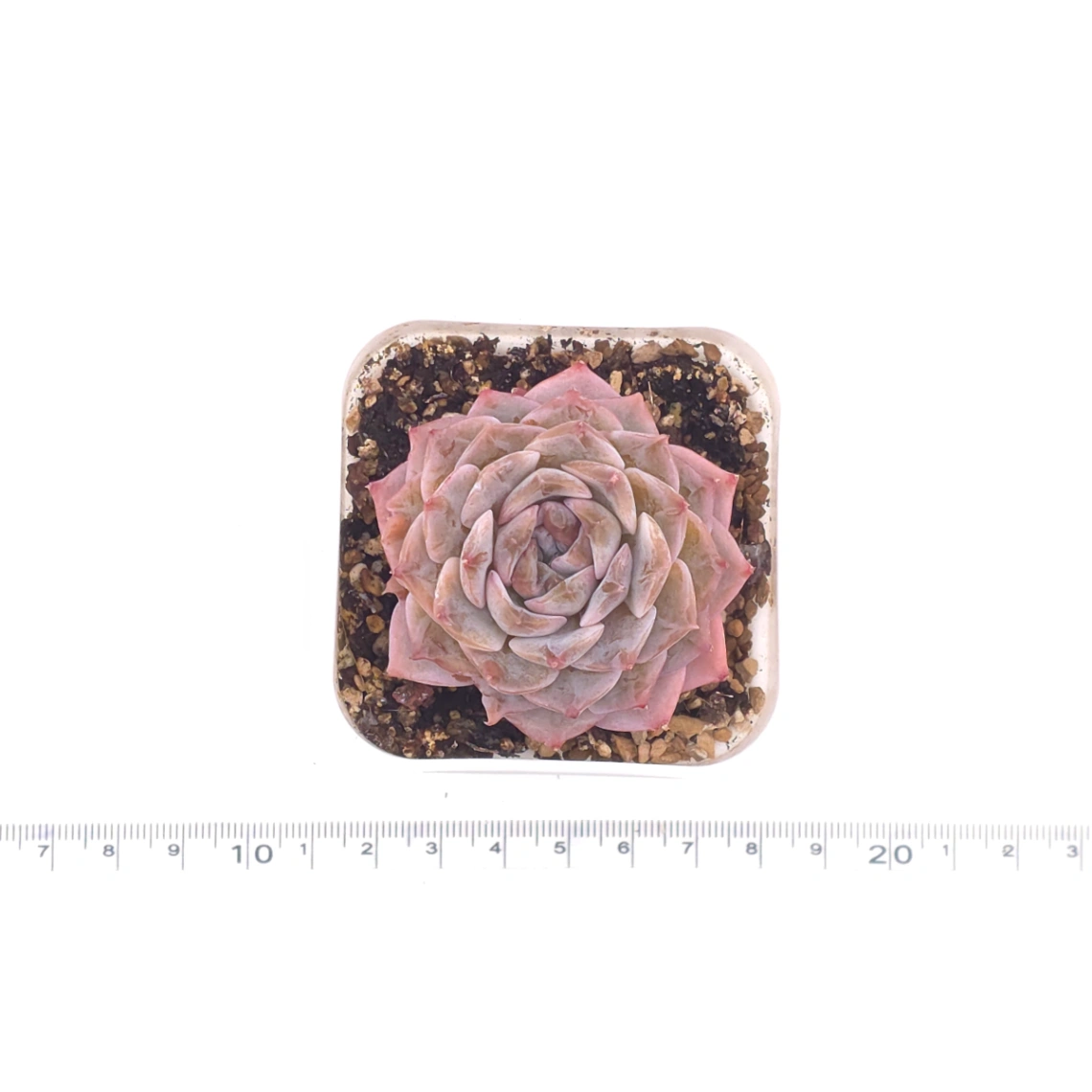 Echeveria ‘Amazing Grace’ | 恩寵 thumbnail 4