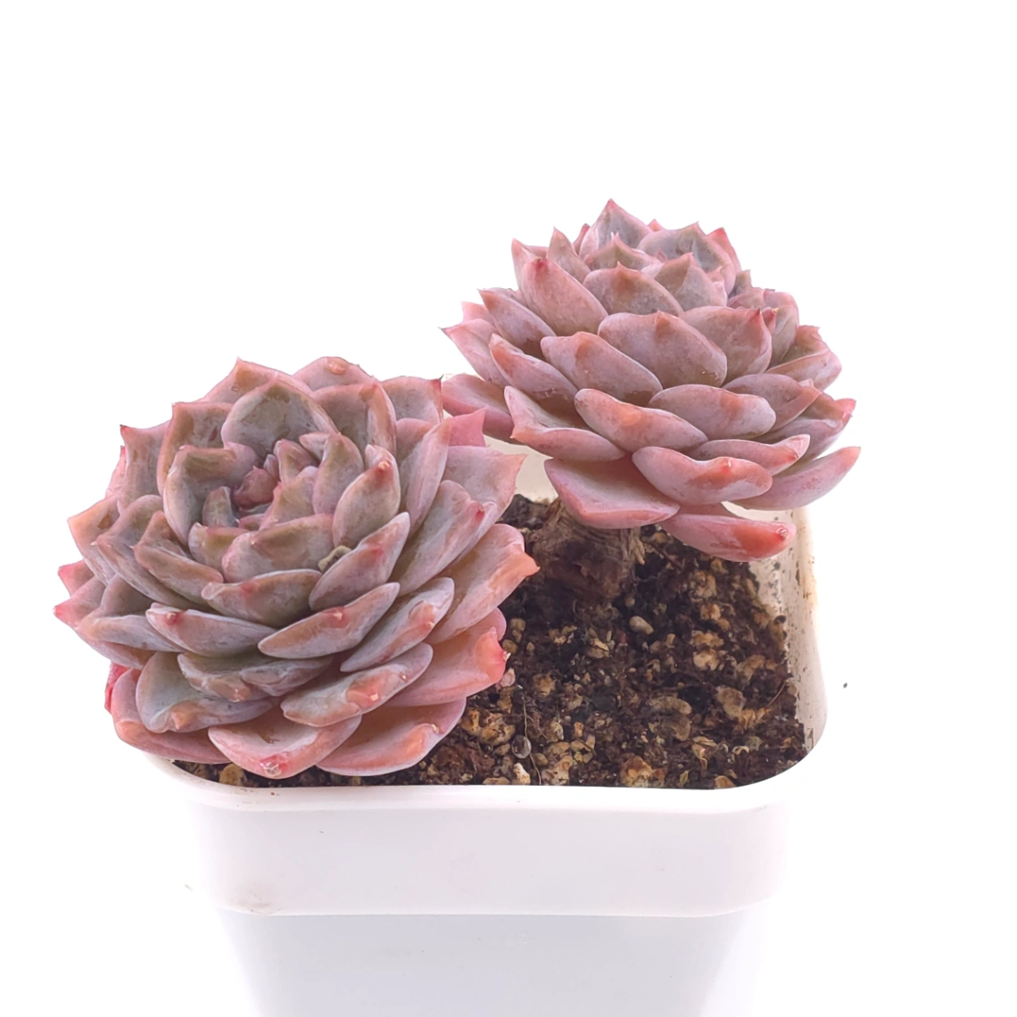 Echeveria ‘Amazing Grace’ | 恩寵 thumbnail 2