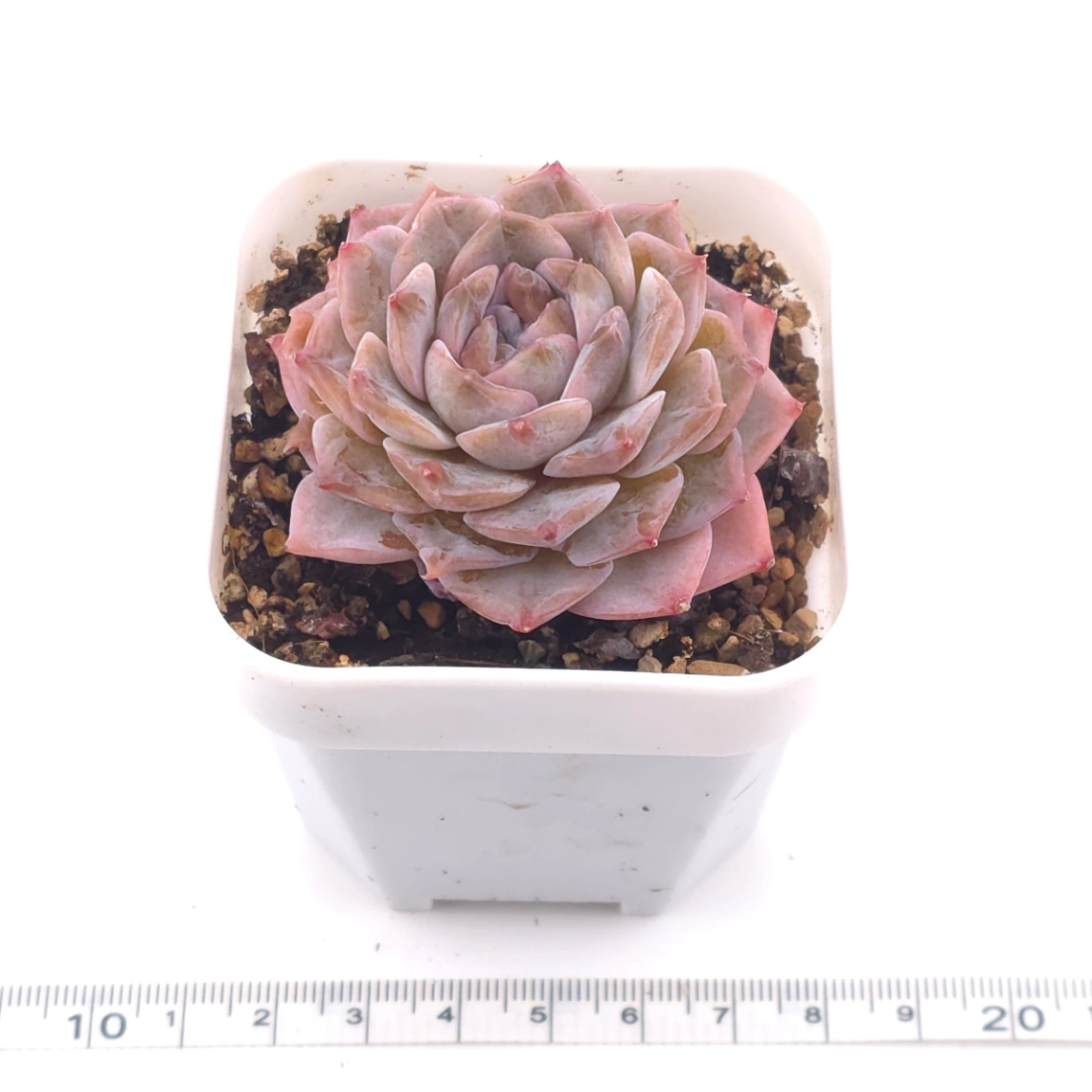 Echeveria ‘Amazing Grace’ | 恩寵 thumbnail 3
