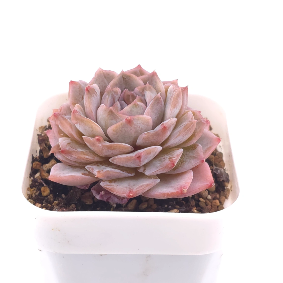 Echeveria ‘Amazing Grace’ | 恩寵 thumbnail 2