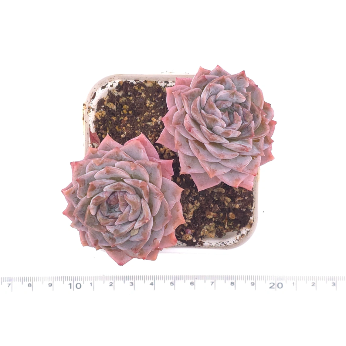 Echeveria ‘Amazing Grace’ | 恩寵 thumbnail 4
