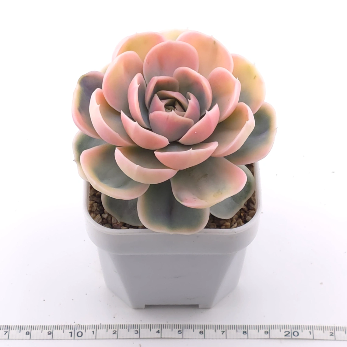 Echeveria ‘Blue Surprise’ variegated | 藍色驚起錦 thumbnail 3