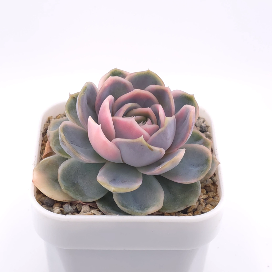 Echeveria ‘Blue Surprise’ variegated | 藍色驚起錦 thumbnail 2