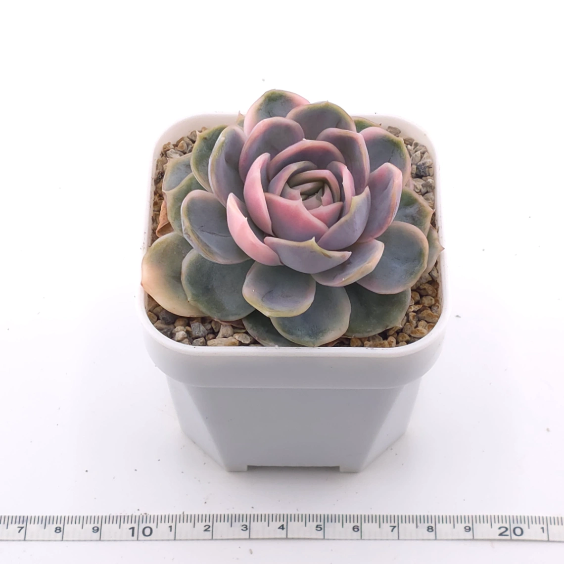 Echeveria ‘Blue Surprise’ variegated | 藍色驚起錦 thumbnail 3