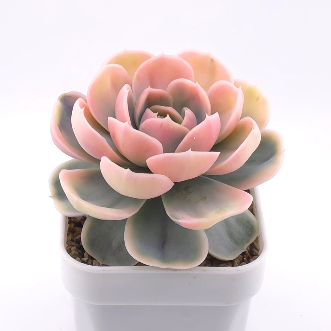 Echeveria ‘Blue Surprise’ variegated | 藍色驚起錦 thumbnail 2