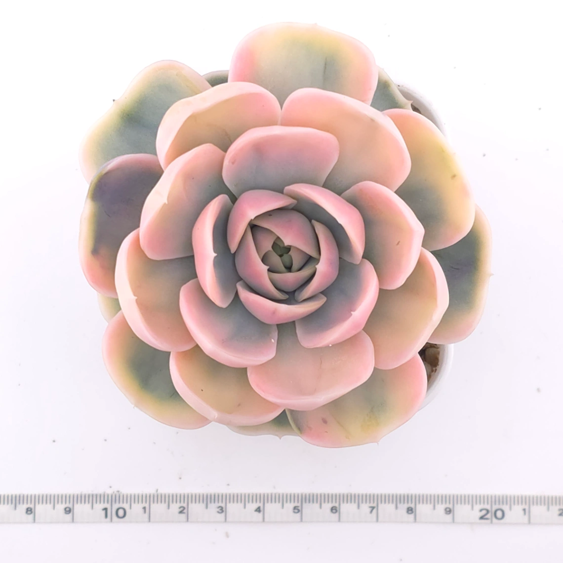 Echeveria ‘Blue Surprise’ variegated | 藍色驚起錦 thumbnail 4