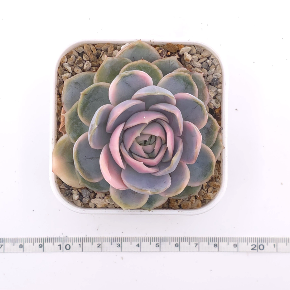 Echeveria ‘Blue Surprise’ variegated | 藍色驚起錦 thumbnail 4