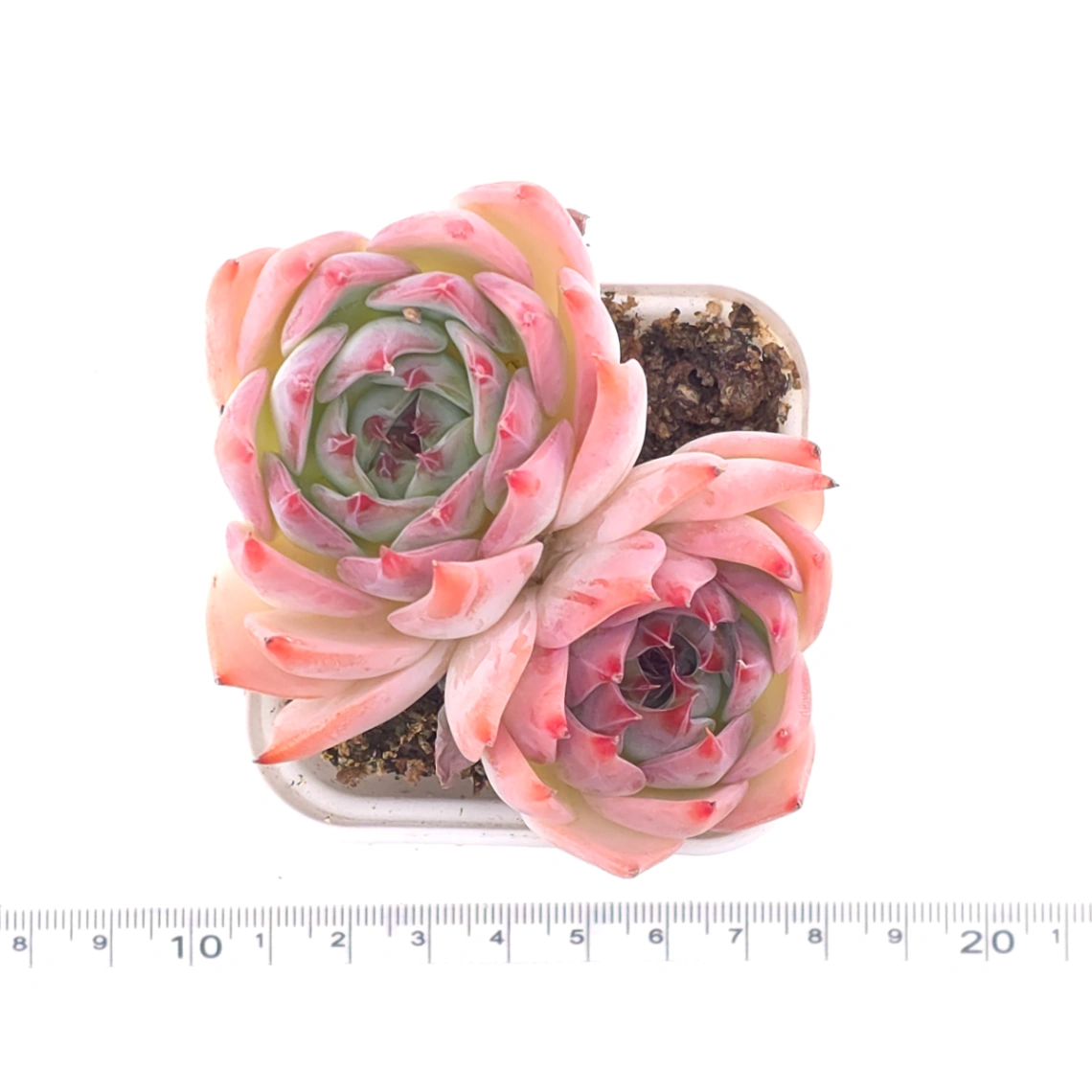 Echeveria chihuahuaensis | 吉娃娃 thumbnail 4