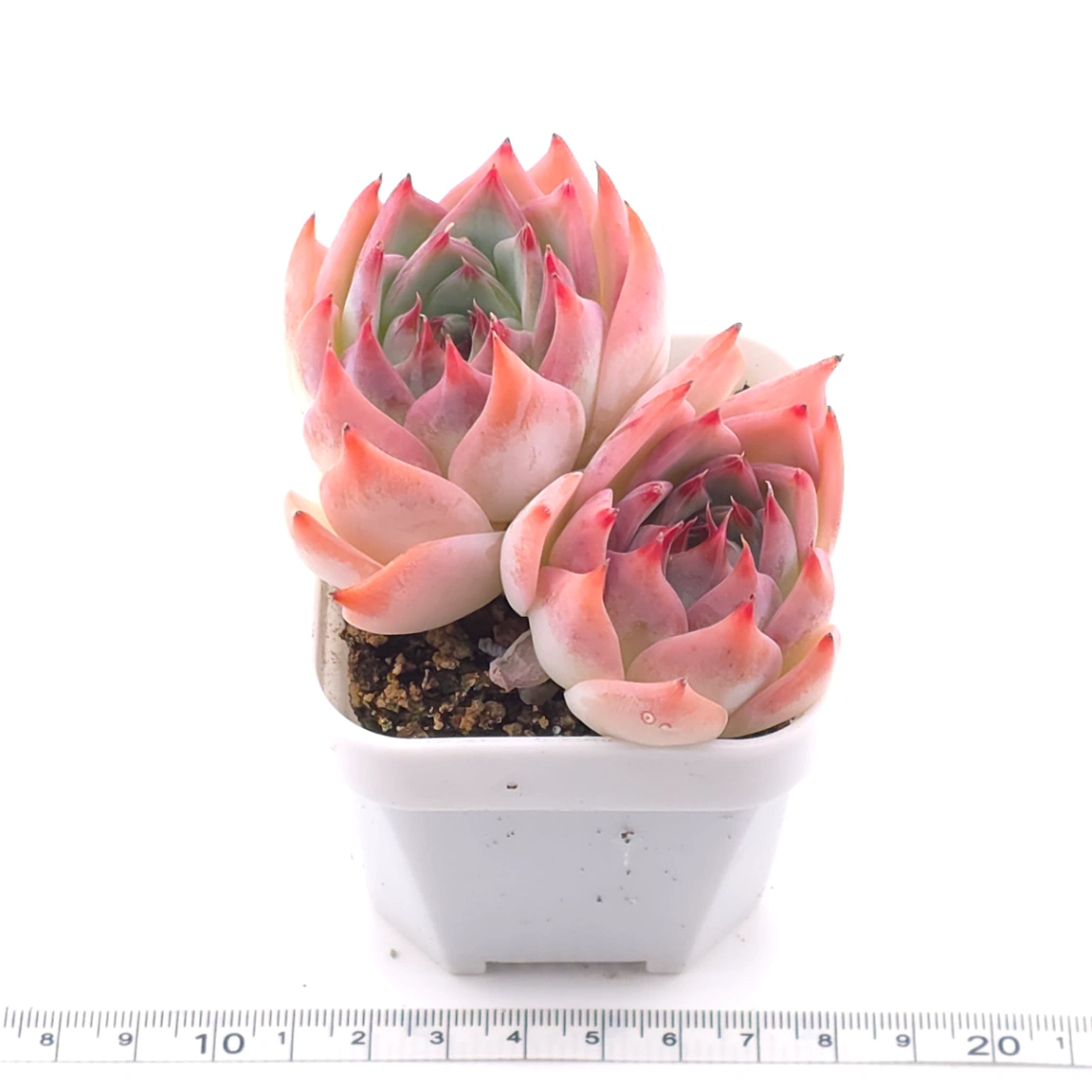 Echeveria chihuahuaensis | 吉娃娃 thumbnail 3