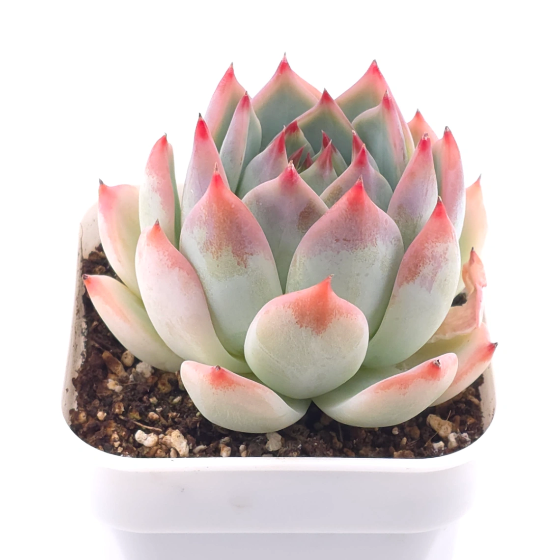 Echeveria chihuahuaensis | 吉娃娃 thumbnail 2