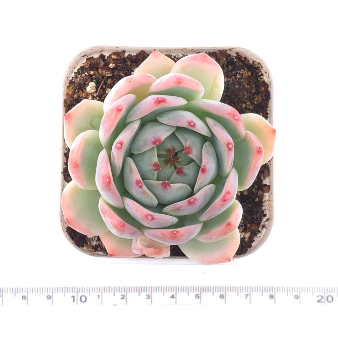Echeveria chihuahuaensis | 吉娃娃 thumbnail 4