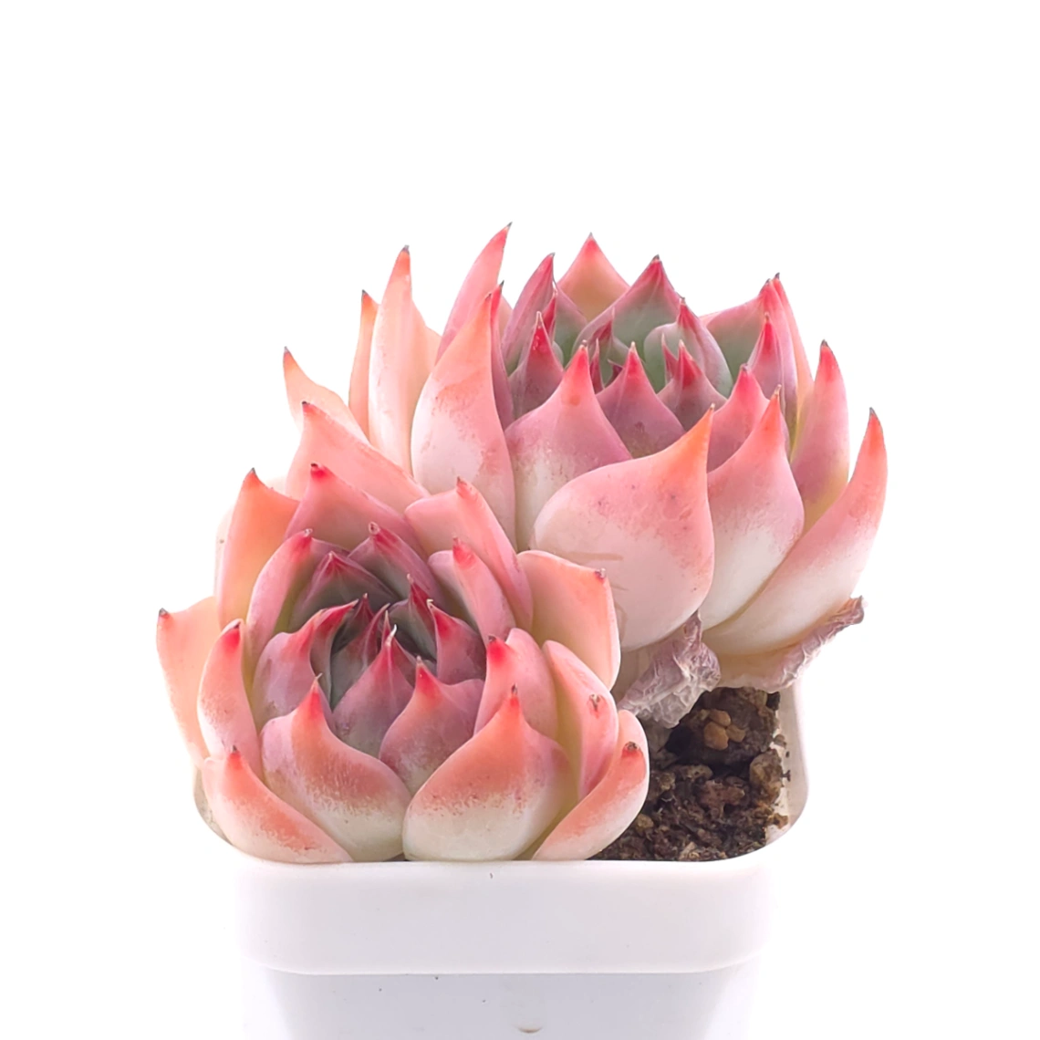 Echeveria chihuahuaensis | 吉娃娃 thumbnail 2