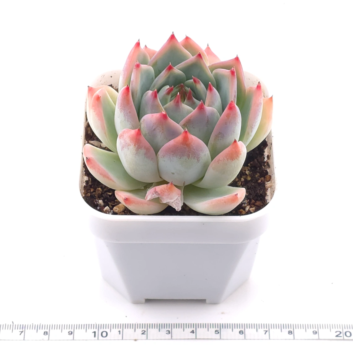 Echeveria chihuahuaensis | 吉娃娃 thumbnail 3