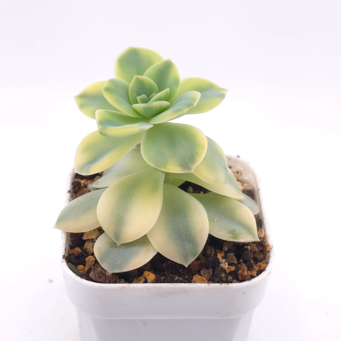Echeveria ‘Harry Watson’ variegated | 哈利沃森錦 thumbnail 2