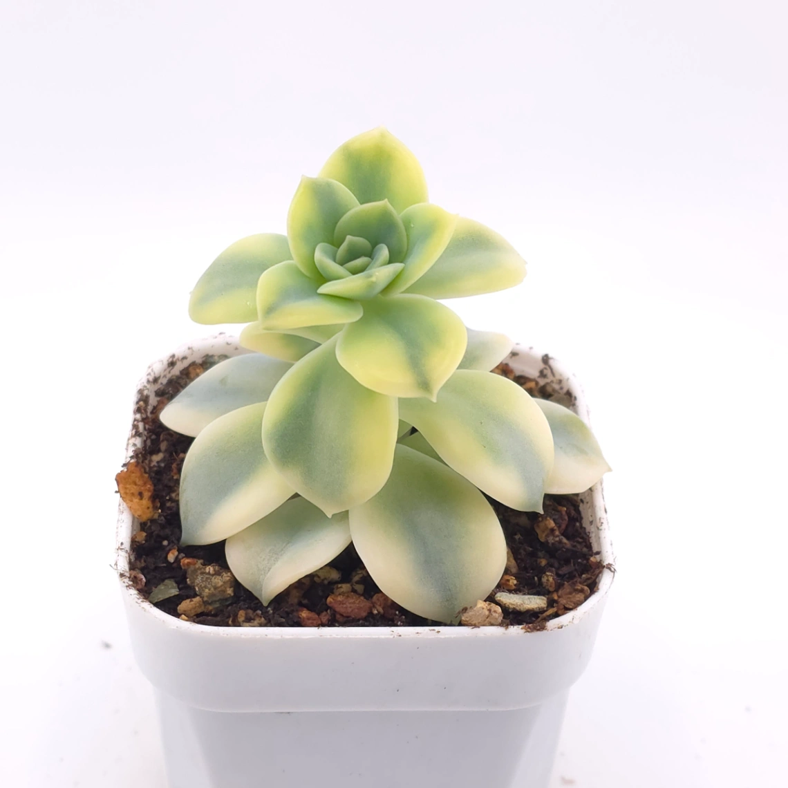 Echeveria ‘Harry Watson’ variegated | 哈利沃森錦 thumbnail 2
