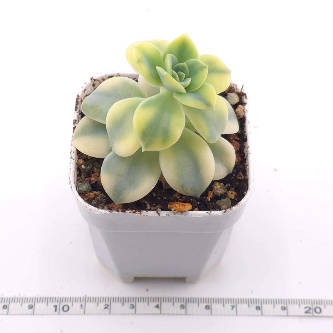 Echeveria ‘Harry Watson’ variegated | 哈利沃森錦 thumbnail 3