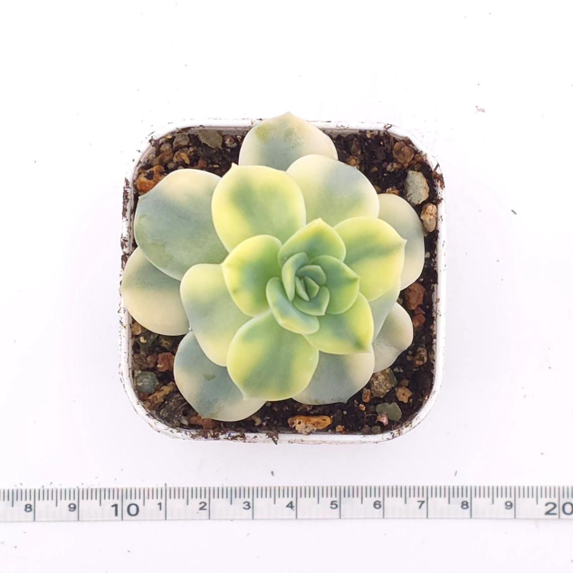 Echeveria ‘Harry Watson’ variegated | 哈利沃森錦 thumbnail 4