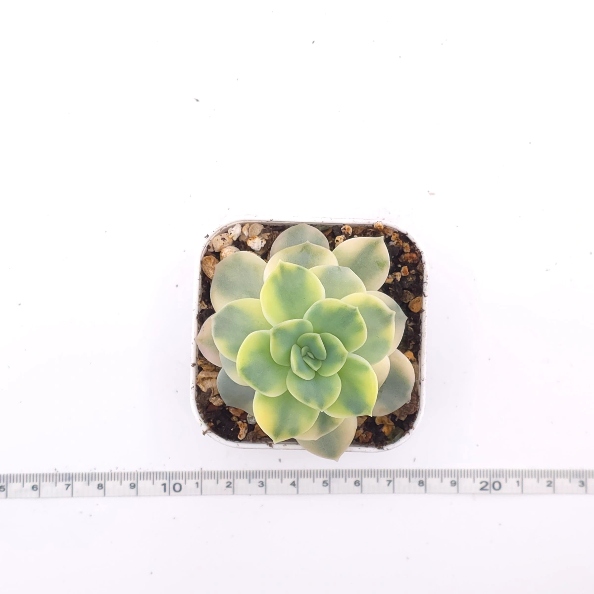 Echeveria ‘Harry Watson’ variegated | 哈利沃森錦 thumbnail 4