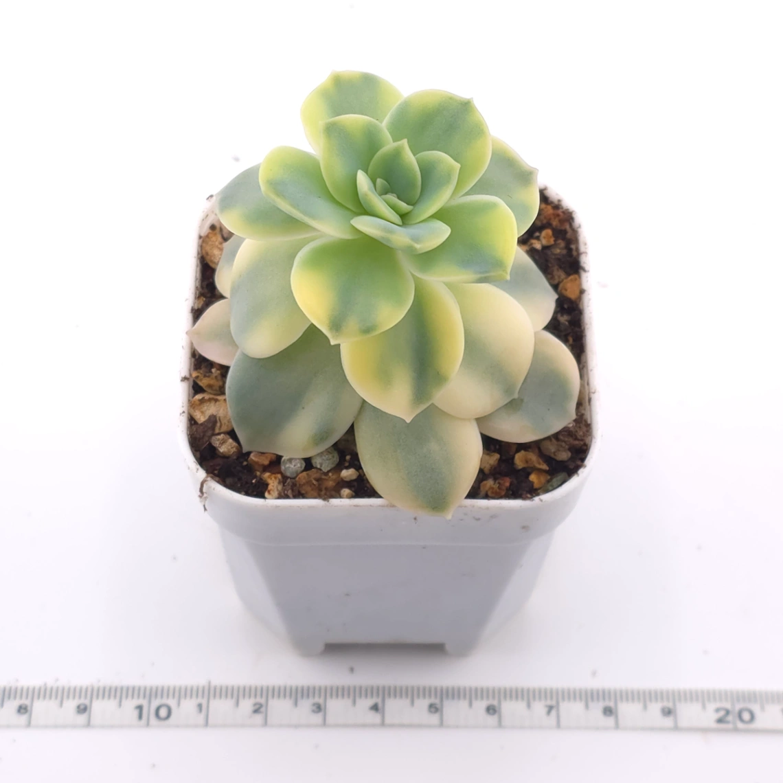 Echeveria ‘Harry Watson’ variegated | 哈利沃森錦 thumbnail 3