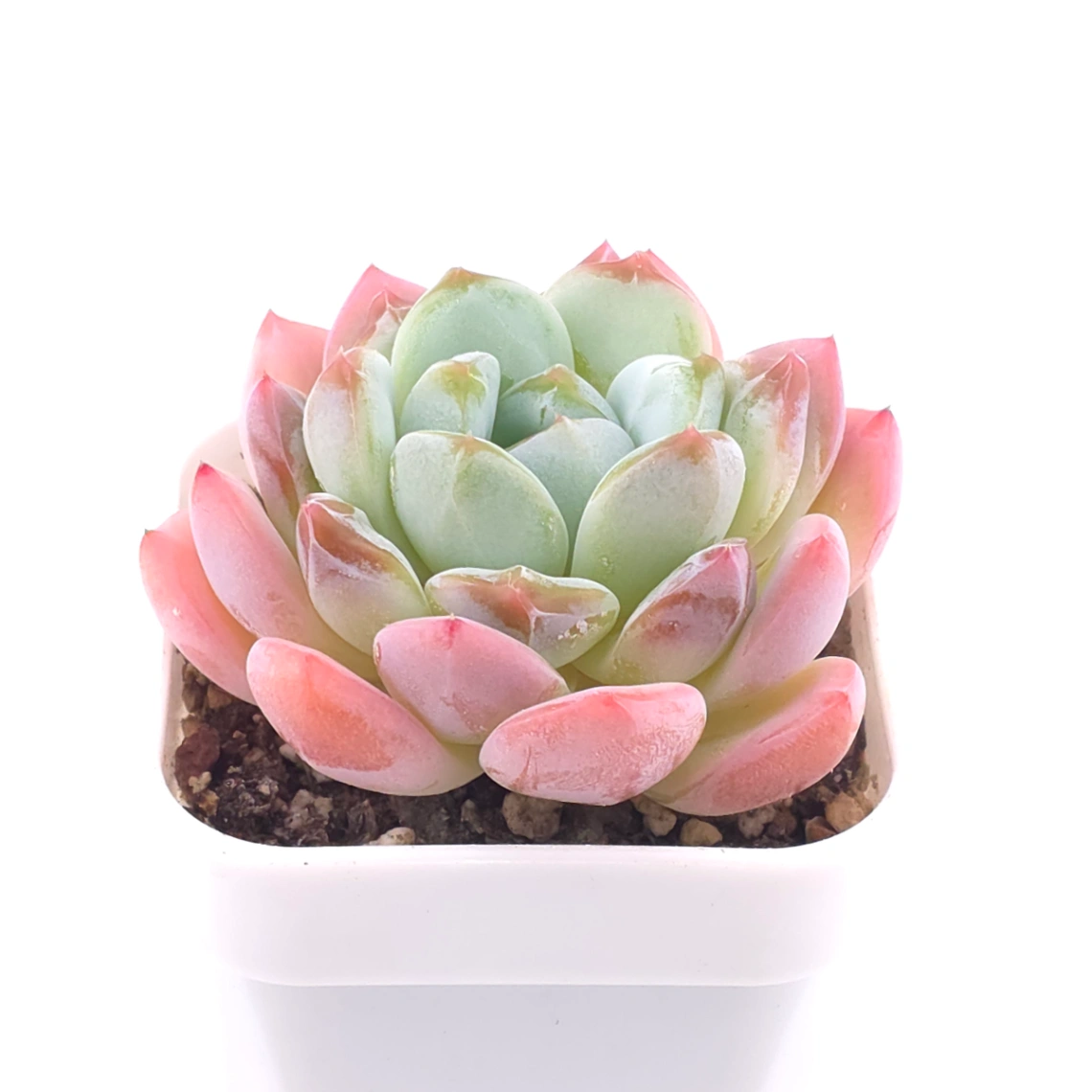 Echeveria ‘Jade Glow’ | 玉輝石蓮 thumbnail 2