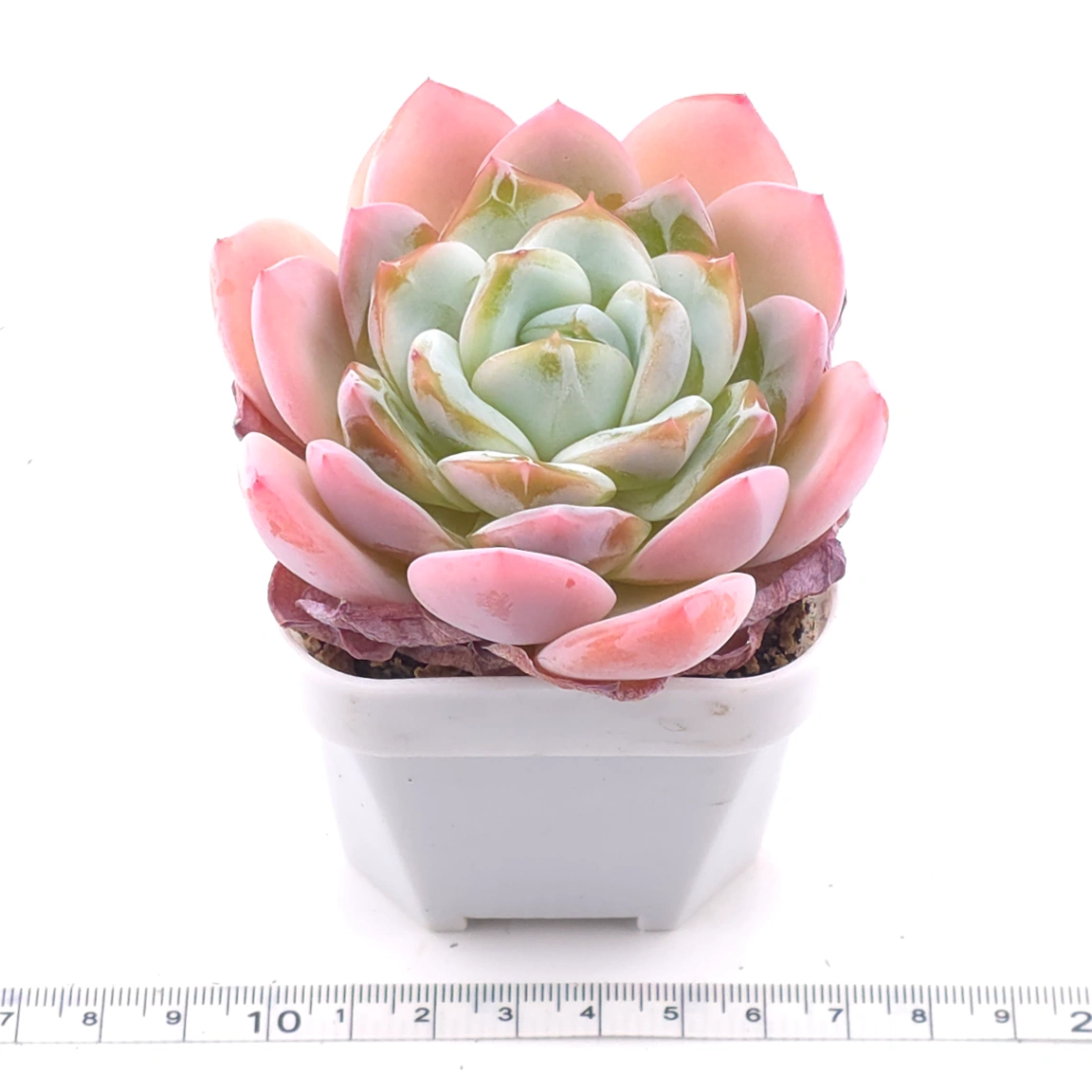 Echeveria ‘Jade Glow’ | 玉輝石蓮 thumbnail 3
