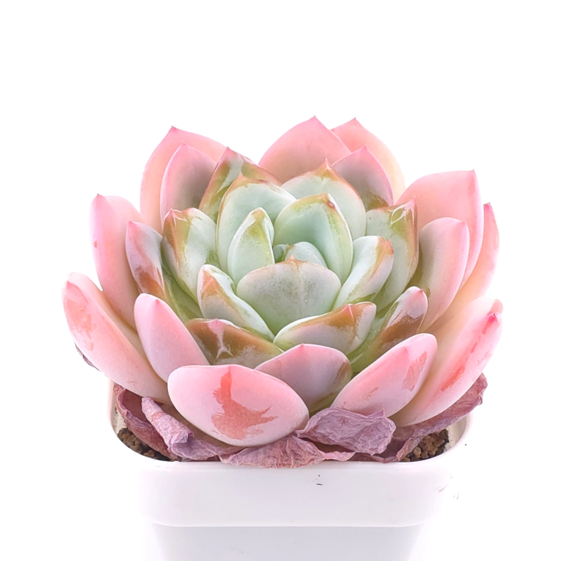 Echeveria ‘Jade Glow’ | 玉輝石蓮 thumbnail 2