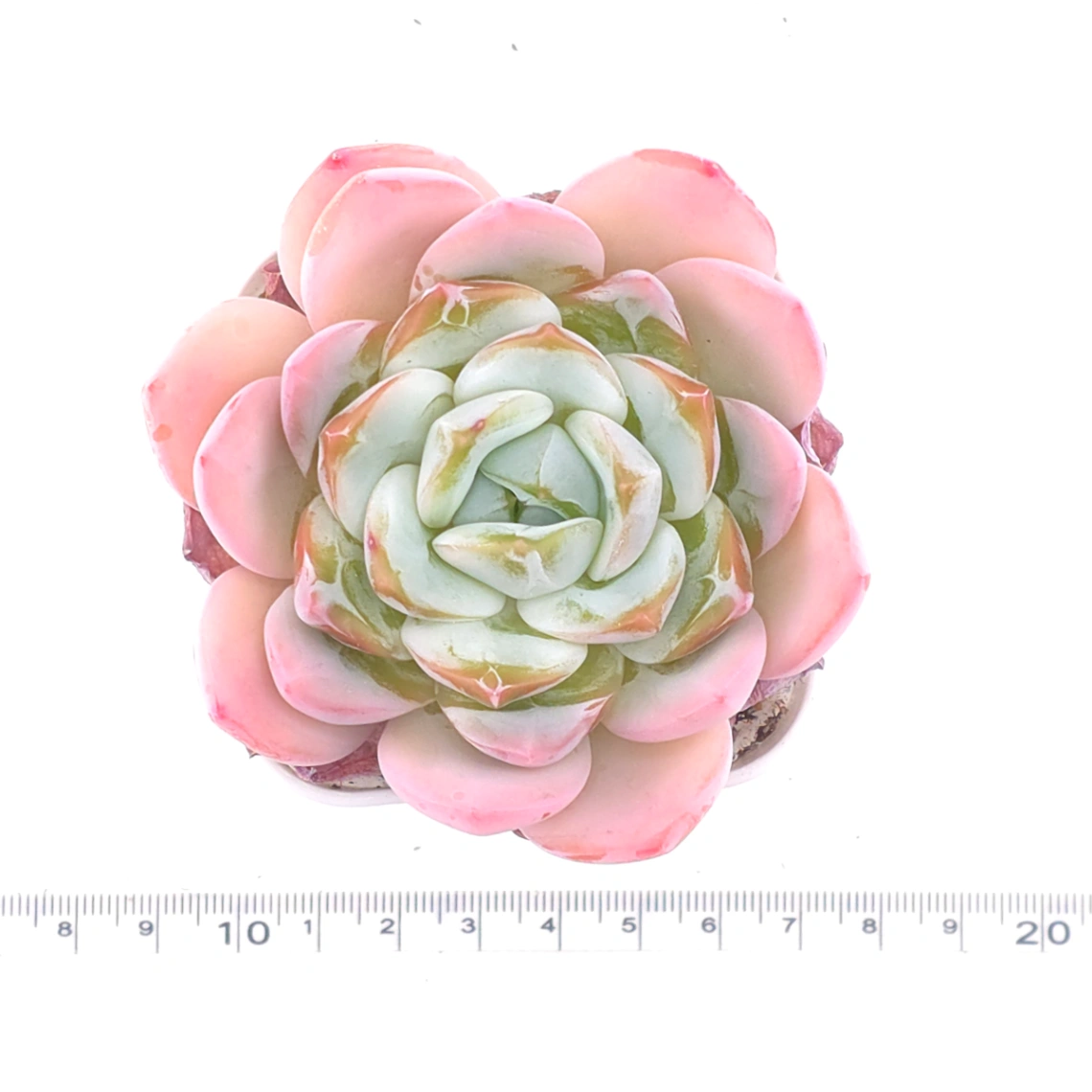 Echeveria ‘Jade Glow’ | 玉輝石蓮 thumbnail 4